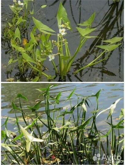 Растения для пруда