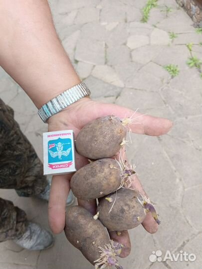 Картошка на посадку