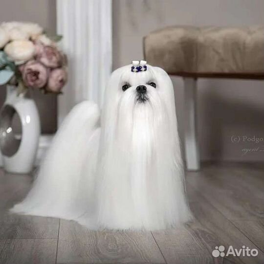 Мальтезе Чемпионы для вязки