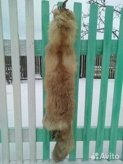 Шкуры лисы