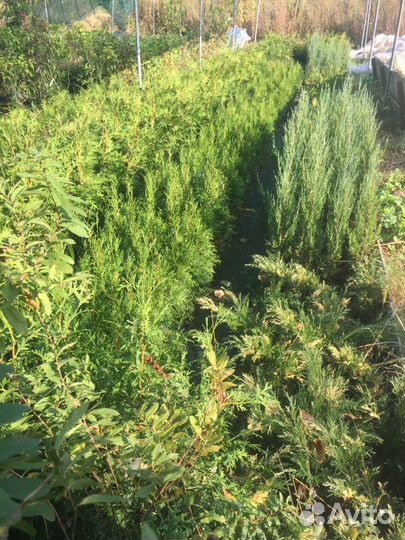 Туя, можжевельник