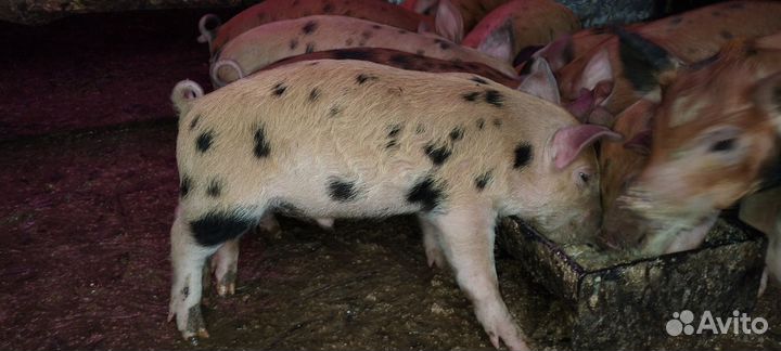 Поросята кантор