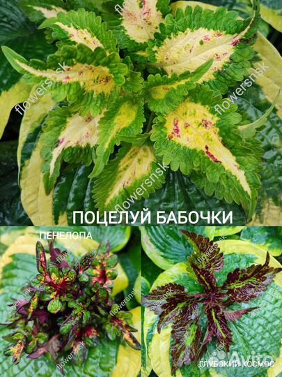 Колеусы Сортовые