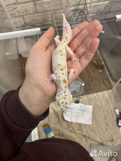 Геккон эублефар самец