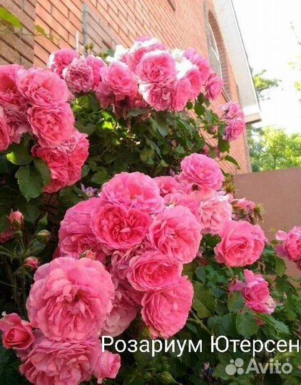 Розы плетистые саженцы