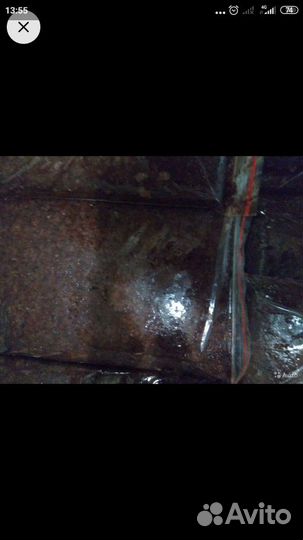 Артемия свежая взрослая(корм 500г)