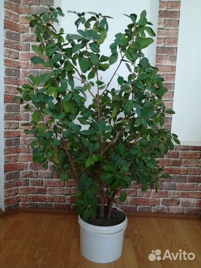 Комнатное растение