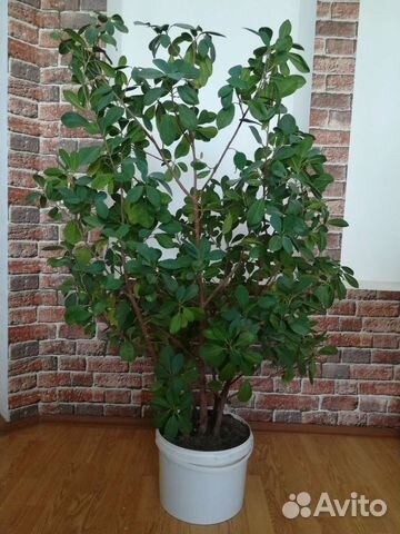 Комнатное растение