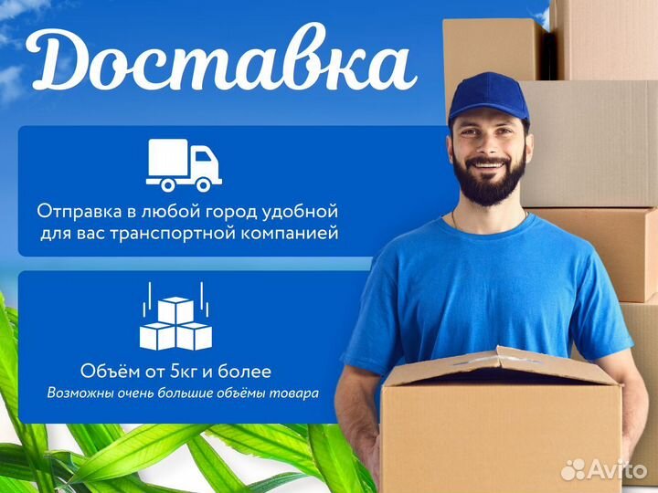 Морская капуста. Ламинария. Опт от 5 кг