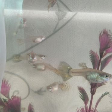 Гуппи самки и мальки