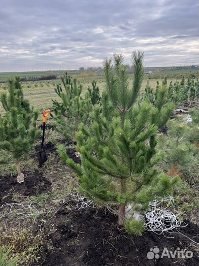 Туя шаровидная