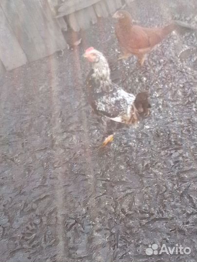 Петухи и куры молодки