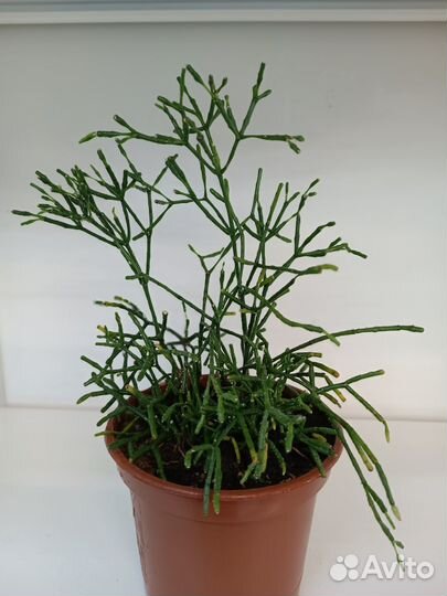 Комнатные растения. Хатиора