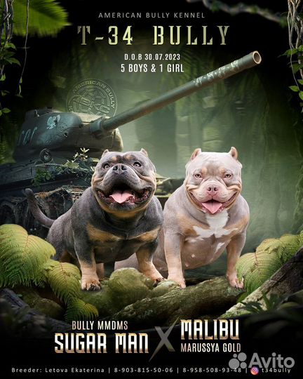 Американский булли щенки