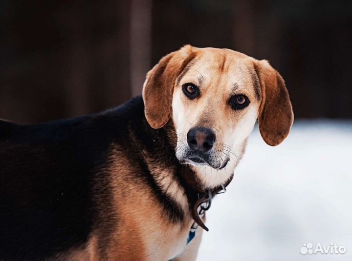 Лопоухое чудо ищет дом