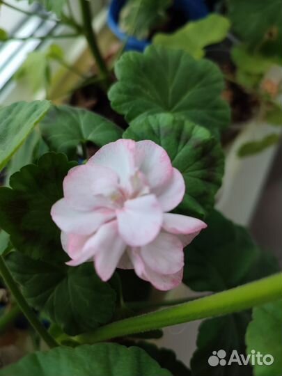 Цветущая сортовая герань