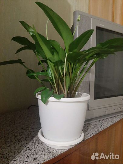 Дримиопсис