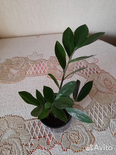 Замиокулькас,бегония, диффенбахия,алоэ,колеус