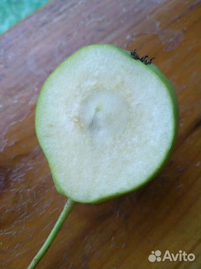 Груша Дулька