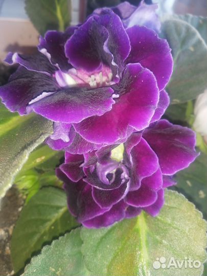 Глоксиния детки