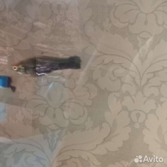 Меченосцы кубинцы