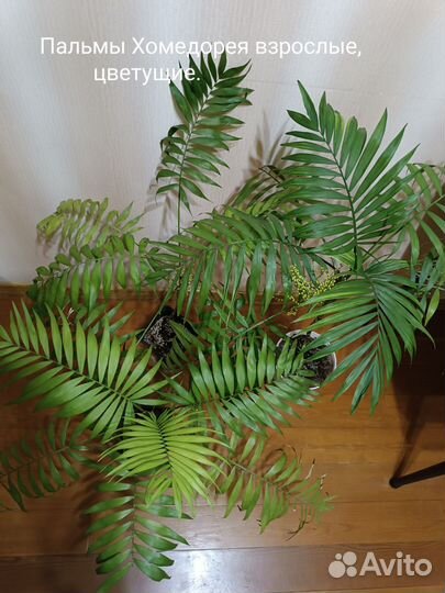 Пальма Хомедорея и Мирты