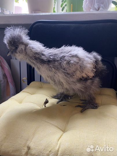 Шелки,Лакеданзи,Брама