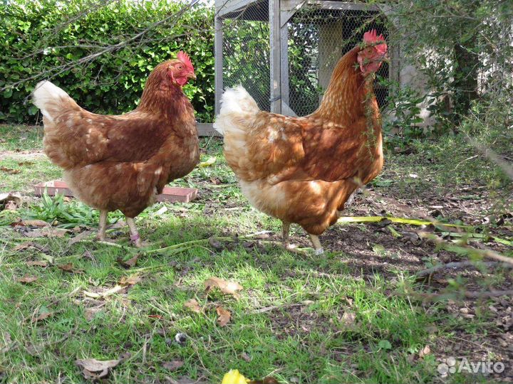 Куры несушки