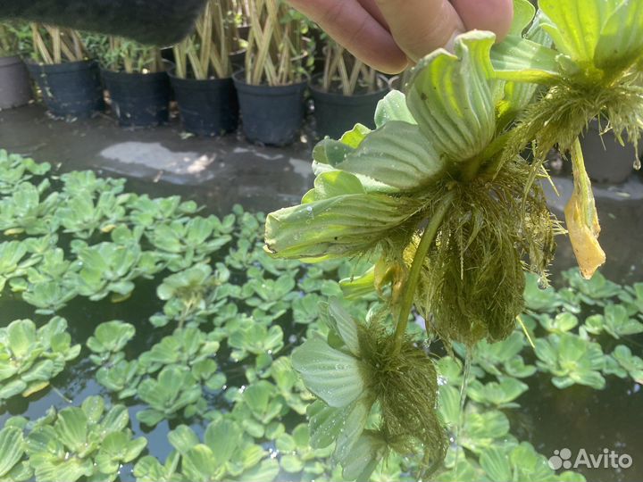 Пистия водное растение