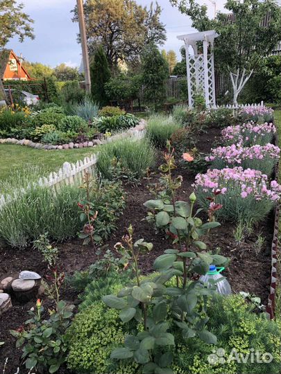 Гвоздика многолетняя перистая