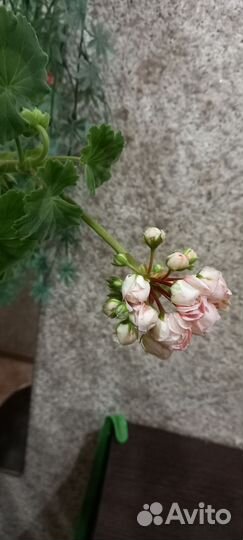 Герань пеларгония зональная