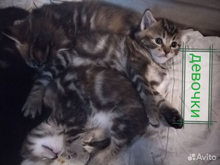 Котята в добрые руки