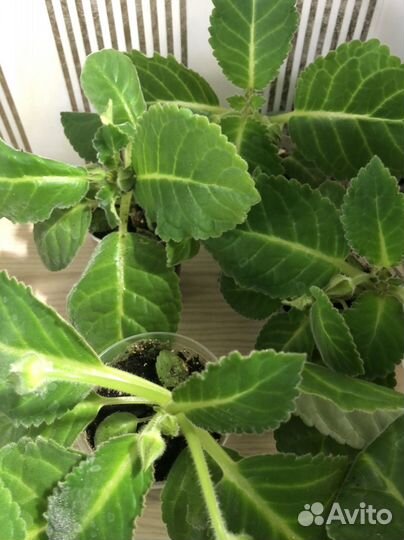 Глоксиния импресс Красные Чернила