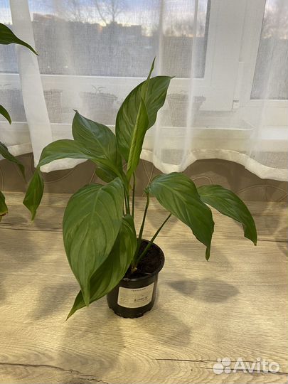 Спатифиллум, женское счастье