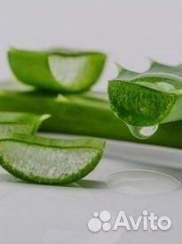 Комнатные цветы алоэ лечебное древовидное