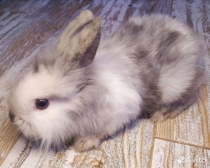 Декоративный крольчонок