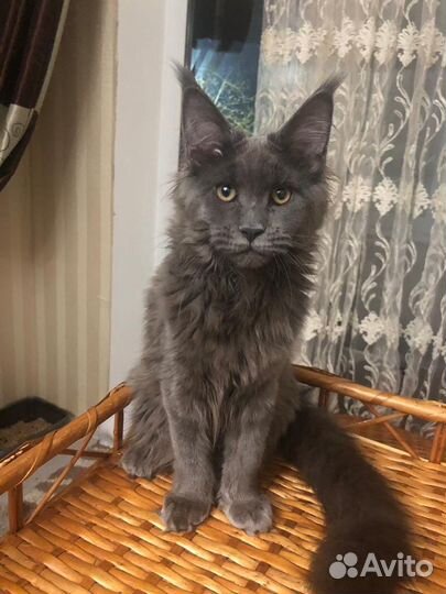 Котята мейн-кун