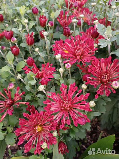 Хризантемы кустом