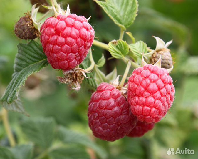 Саженцы ремонтантной малины Херитейдж