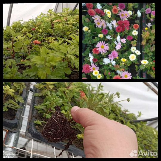 Рассада Хризантемы мультифлора, шаровидной