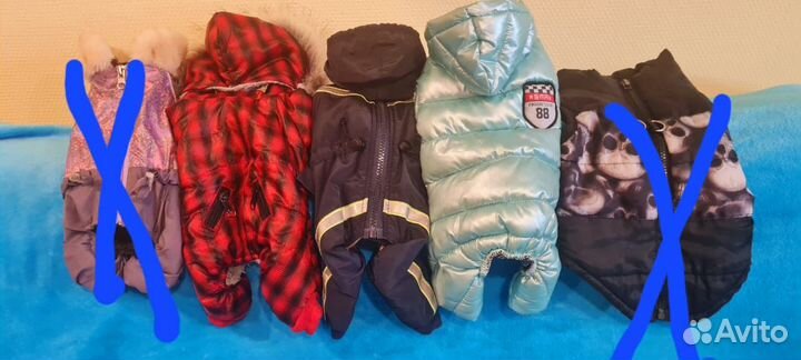 Одежда для собак