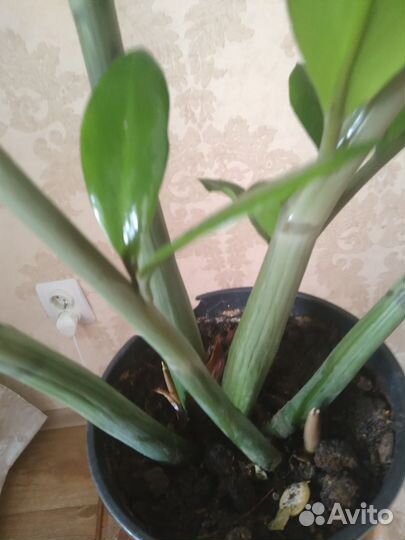 Комнатные цветы