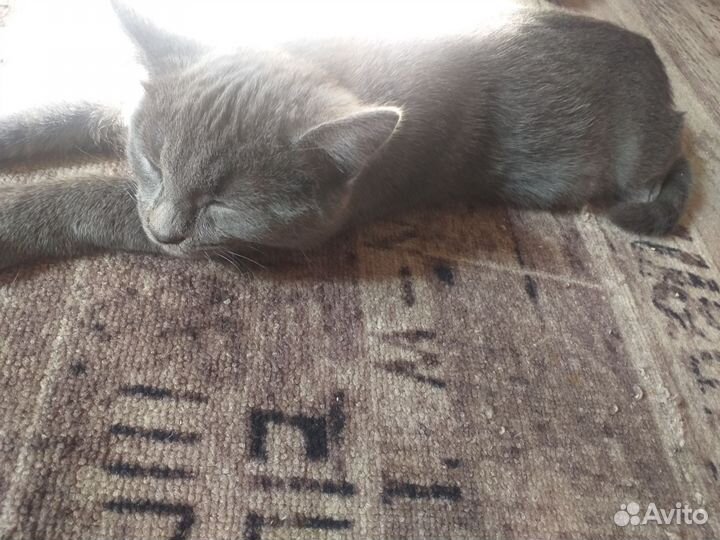 Отдам в добрые руки