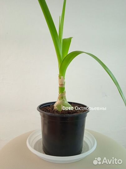 Комнатные лекарственные растения