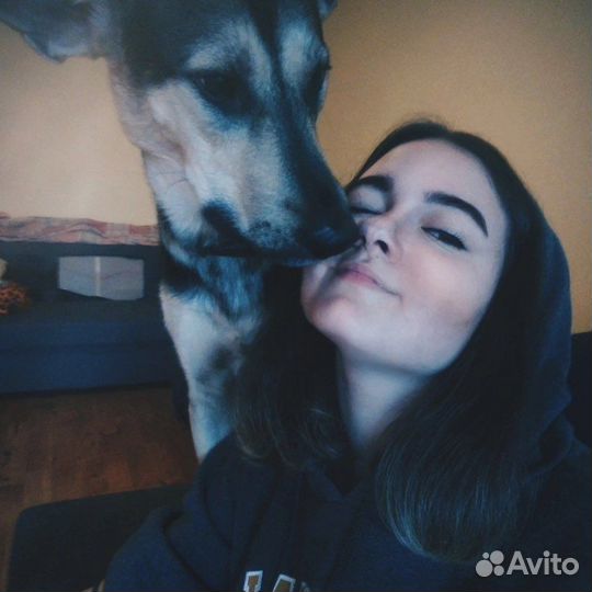 Передержка животных