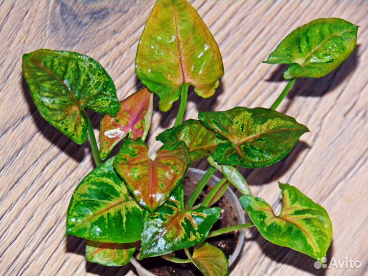 Сингониумы