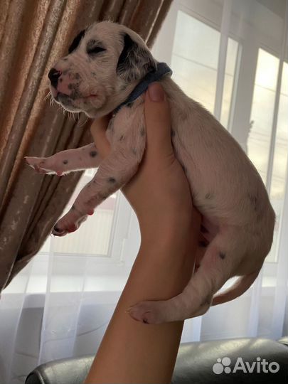 Детки далматины