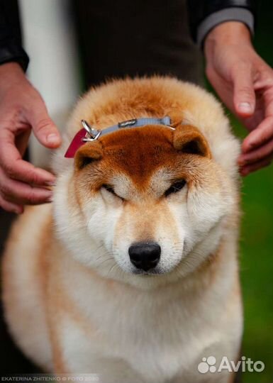 Шиба сиба ину, кобель, импорт Чехия