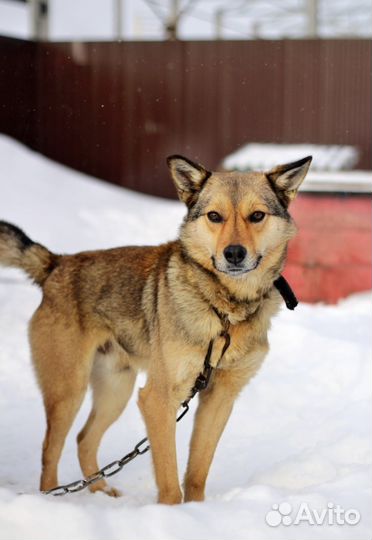 Тор - кобелек в добрые руки
