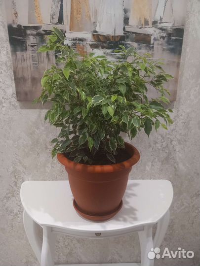 Фикус Бенджамина Кинки